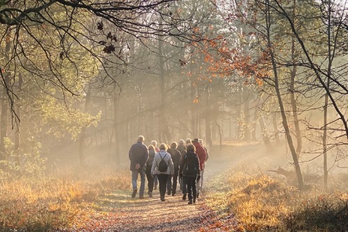Groep wandelende mensen in een herfstachtig bos met zonlicht